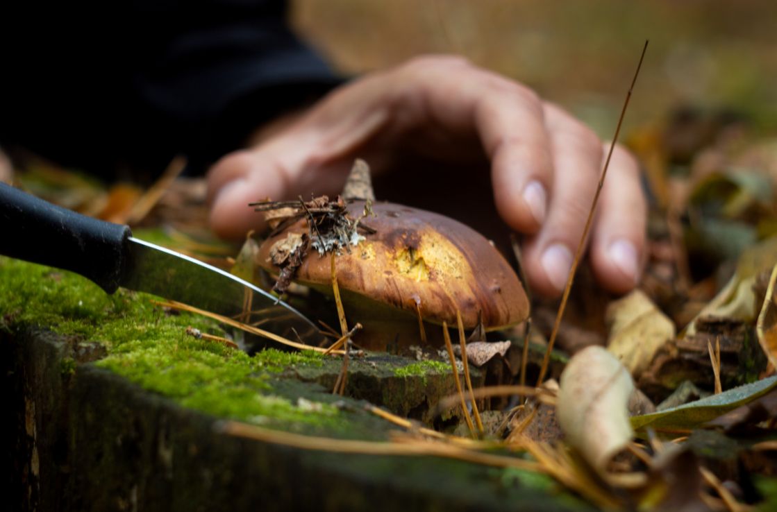 cueillette de champignons